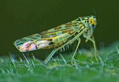 Réf. 334 205 : Eupteryx sp.